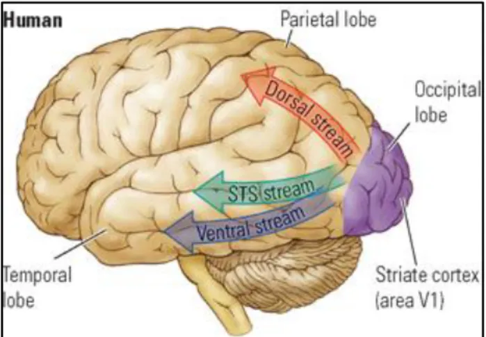 Figure  12.    Visual  pathways  in  the  human  brain.  The  parietal  cortex  (dorsal  stream)  controls  the  voluntary  orienting  of  attention  towards  a  location  of  interest