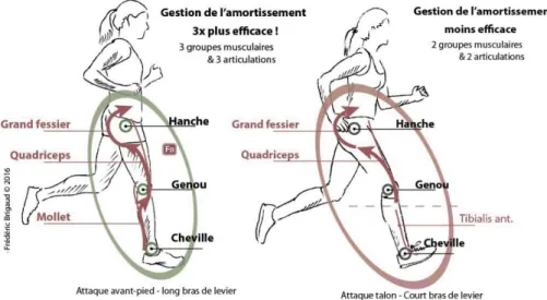 Figure 1. Représentation de l’appui avant-pied (à gauche) versus talon (à droite). Les flèches représentent la  transmission de l’onde de choc dans le corps