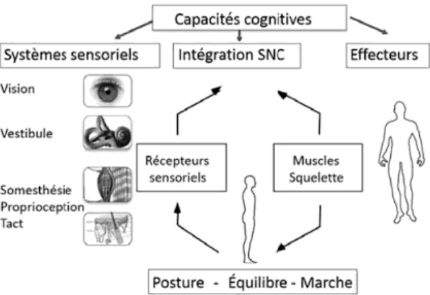 Figure 4. Récapitulatif des composantes  physiologiques de l'équilibre (Paillard, 2016, p