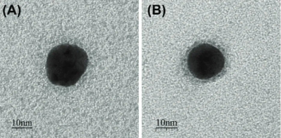 Fig. 1. TEM image of (A) a non-functionalized AuNP, and (B) a functionalized AuNP with Slp1 protein from L