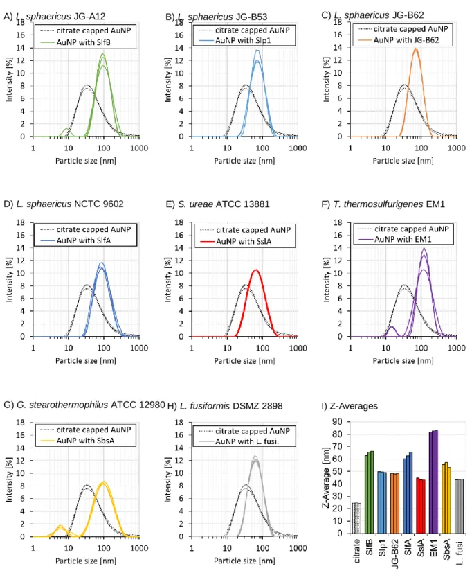Figure  SI2  DLS  data  of  citrate  capped  AuNP  and  AuNP  functionalized  with  S-layer  protein  from  A)  L