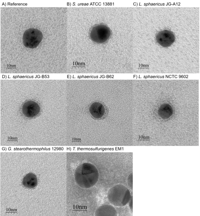 Figure SI3 TEM images of A) AuNP reference, and AuNPs functionalized with S-layer protein B) SslA from S