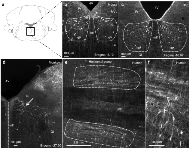 Fig. 1 The Nucleus papilio contains Calbindin-D28k expressing neurons. a Schematic representation of a coronal section through a rodent brain