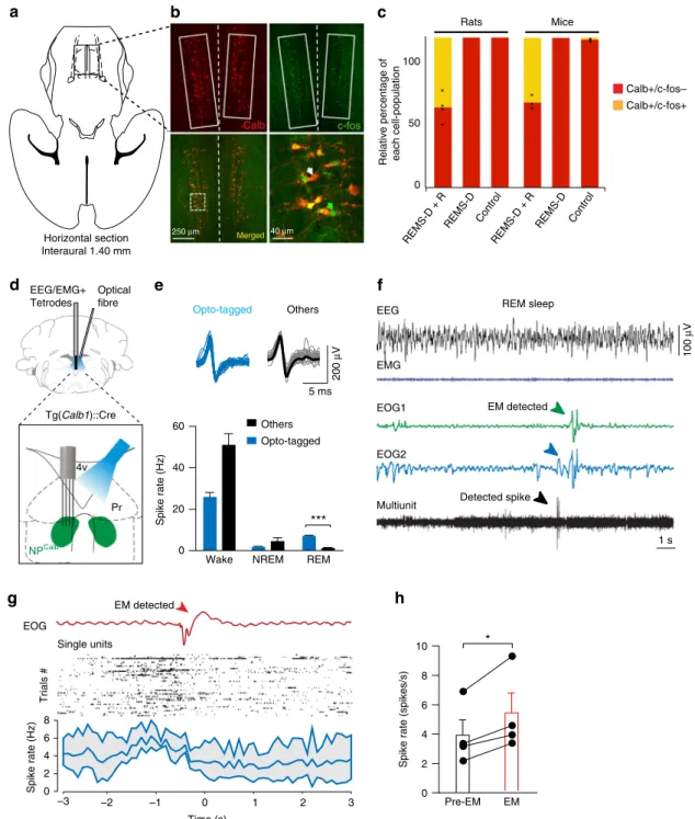 Fig. 2 Calbindin-D28k-expressing neurons of the Nucleus papilio are active during REM sleep