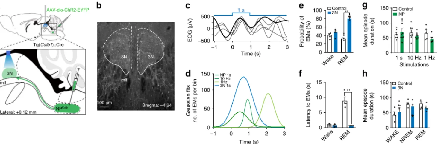 Fig. 4 Optogenetic activation of NP Calb terminals in the oculomotor nucleus. a Schematic representation of the experimental set up used to activate the axon terminals of NP Calb neurons in the oculomotor nucleus (3N)