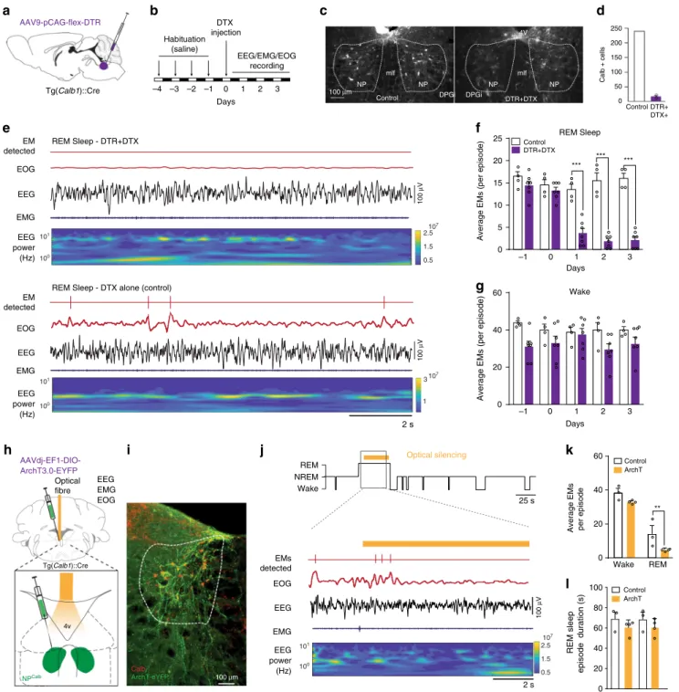 Fig. 5 Genetic ablation and optogenetic silencing of NP Calb neurons block EMs during REM sleep but not wakefulness