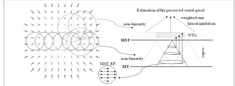 FIGURE 3 | A sketch of the proposed model. (Left) The circular RFs of the model are superimposed on the visual stimulus (optical flow, expansion)