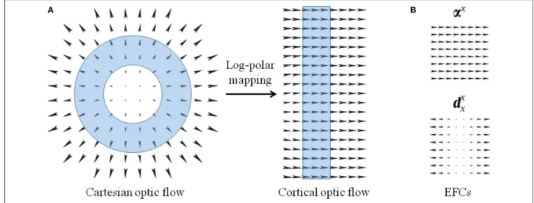 FIGURE 4 | (A) Optical flows representing expansion in the Cartesian domain and the corresponding cortical optical flow