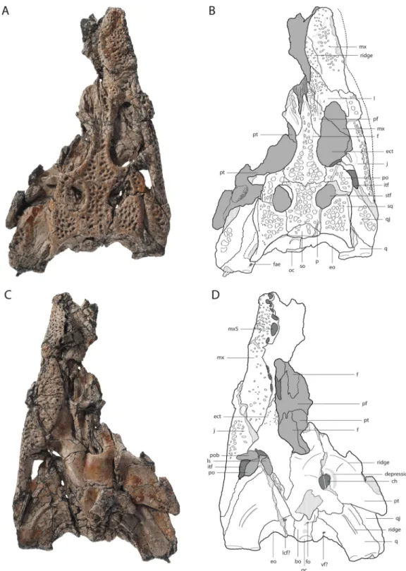 Figure 4 Skull of Orientalosuchus naduongensis (GPIT/RE/09729), Na Duong Formation, upper Eocene, Vietnam