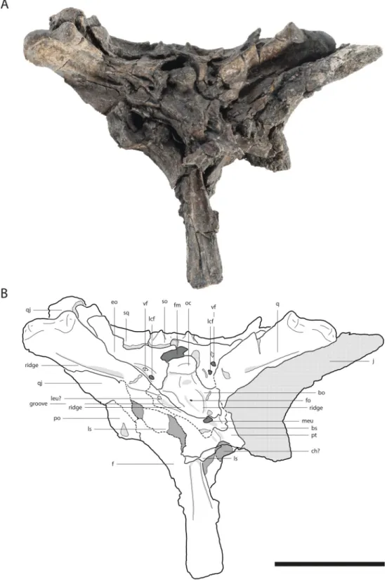 Figure 7 Skull of Orientalosuchus naduongensis (GPIT/RE/09729), Na Duong Formation, upper Eocene, Vietnam