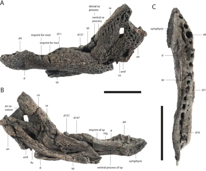 Figure 8 Lower jaw of Orientalosuchus naduongensis (GPIT/RE/09728), Na Duong Formation, upper Eocene, Vietnam