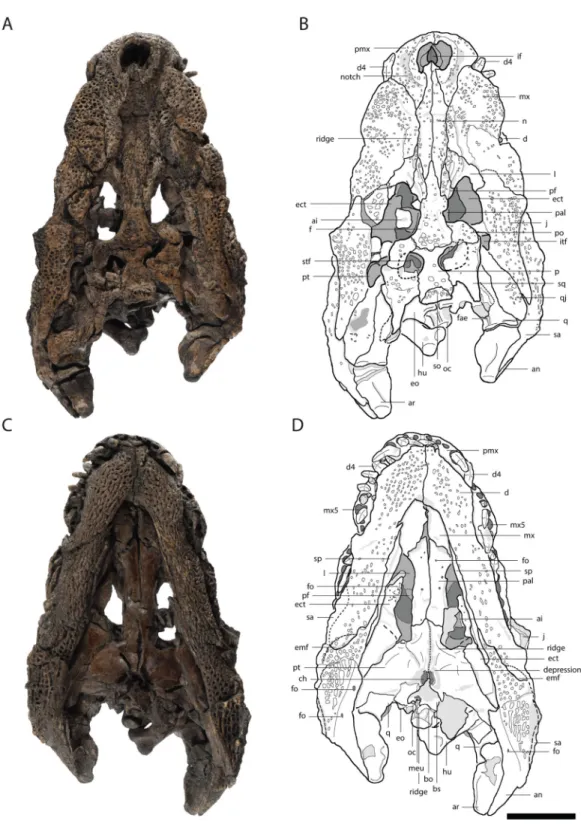 Figure 2 Skull of Orientalosuchus naduongensis (GPIT/RE/09761) (holotype), Na Duong Formation, upper Eocene, Vietnam