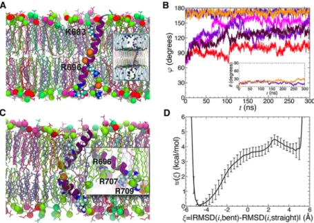Figure 7. Molecular Dynamics Simulation of the Straight and Bent TM Conformations in a Lipid Bilayer