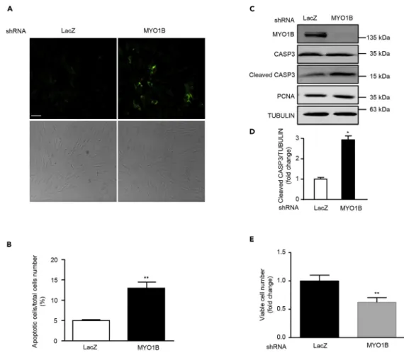 Figure 5. MYO1B Depletion Promotes Apoptosis of Immortalized MEF Cells