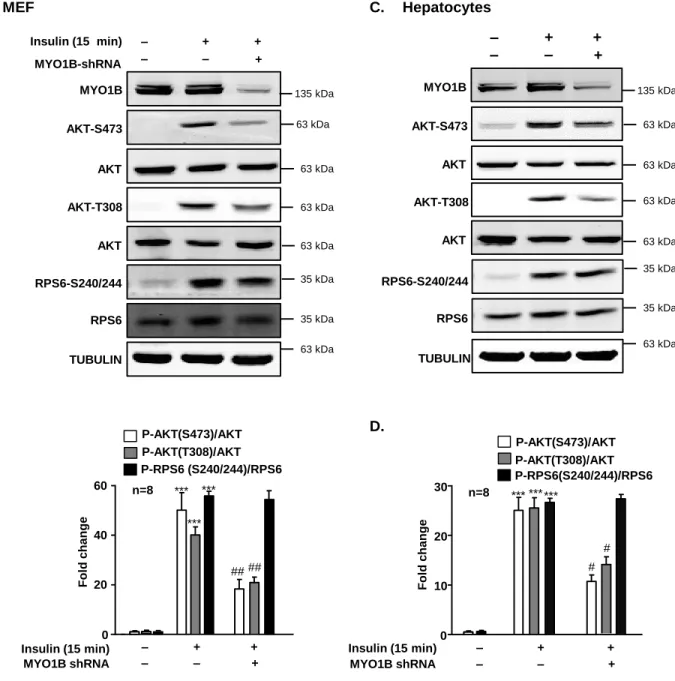 Figure S1. Silencing MYO1B inhibits short-term insulin-induced AKT-phosphorylation.  