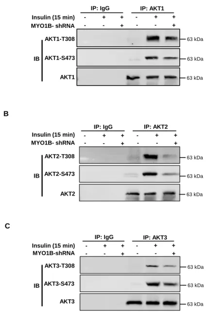 Figure S2. Silencing MYO1B inhibits insulin-induced AKT1/AKT2/AKT3-