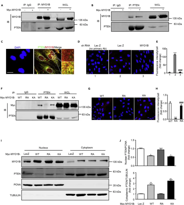 Figure 4. MYO1B interacts with PTEN