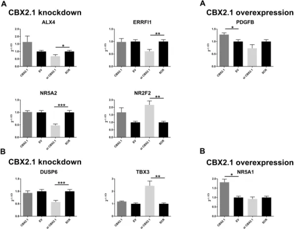 Figure 4.  RT-qPCR quantification for gene influenced by CBX2.1 expression and selected based on their  involvement in sex development