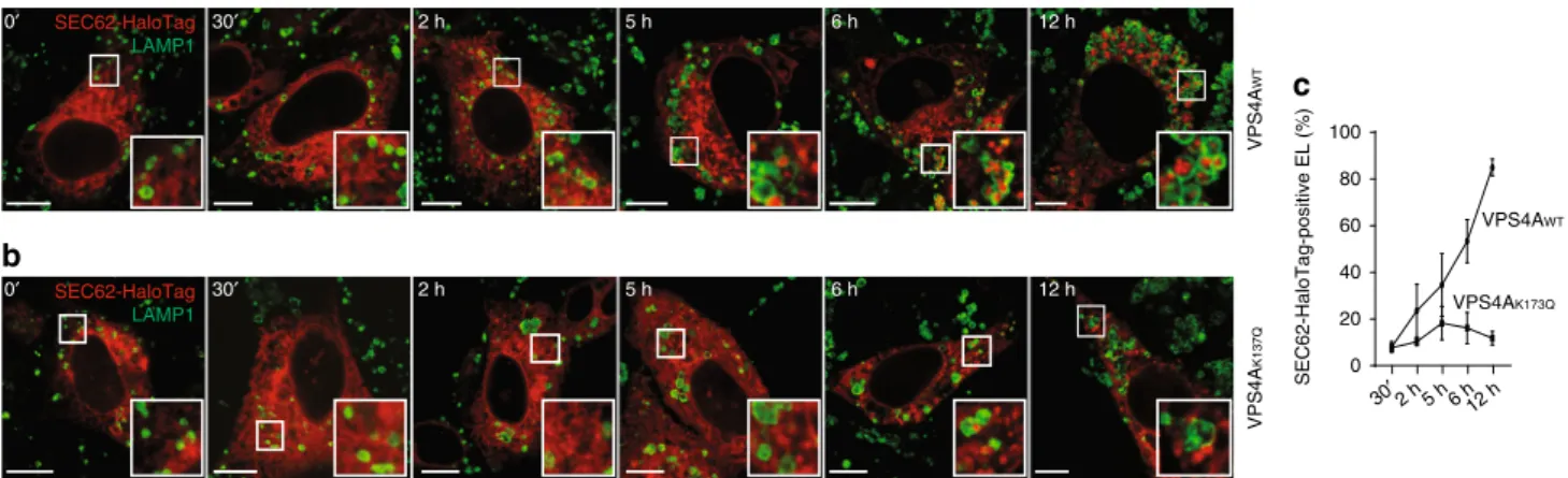 Fig. 7 Time-resolved analyses of VPS4A-dependent delivery of EV within EL. a Cells expressing SEC62-HaloTag and VPS4A WT are incubated for 30 min with 6-chlorohexanol, a non- ﬂ uorescent HaloTag ligand that quenches ﬂ uorescent detection of the SEC62-HaloT