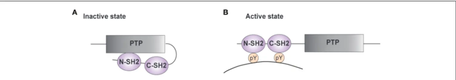 FIGURE 1 | Structure of SHP-2. (A,B) A schematic representation of the phosphatase SHP-2 (SH2 domain-containing protein tyrosine phosphatase-2) is illustrated.