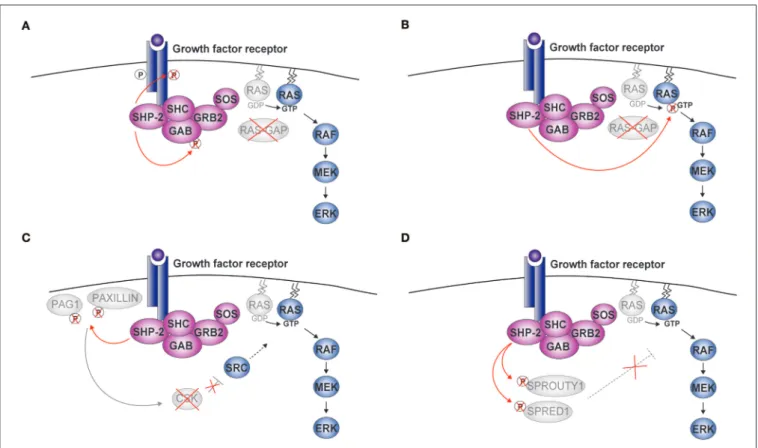 FIGURE 2 | SHP-2-mediated activation of ERK. Upon cytokine binding, a complex including SHP-2, growth factor receptor-bound protein 2 (GRB2), and Son of Sevenless (SOS) is formed at the receptor