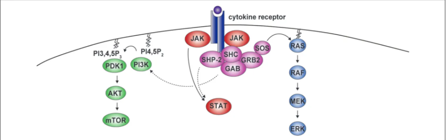 FIGURE 3 | SHP-2 in cytokine receptor signaling. Cytokine binding to the receptor induces formation of the SHP-2-containing complex