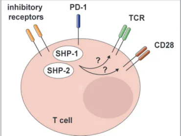 FIGURE 4 | SHP-2 and redundant mechanisms in T cell inhibitory receptor signaling. Recent in vitro data indicate that SHP-2 and SHP-1 are engaged by programmed cell death 1 (PD-1) and possibly other inhibitory receptors involved in T cell exhaustion