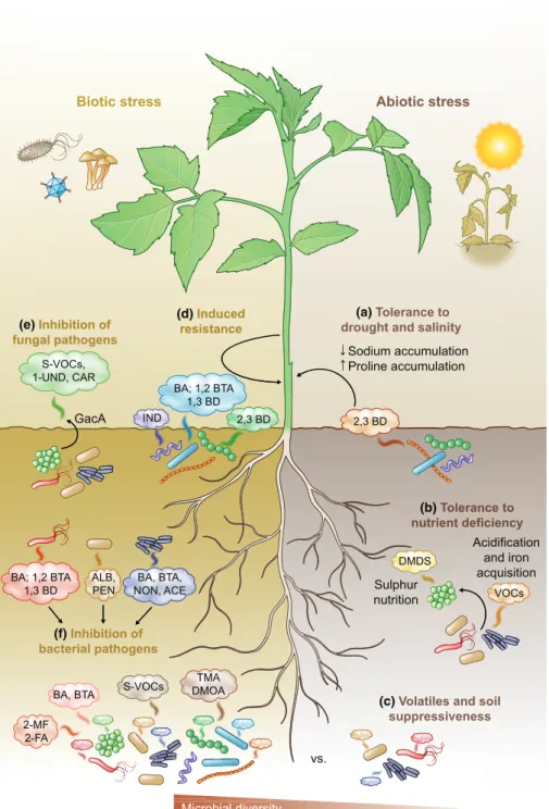 Fig. 1 Beneﬁcial effects of bacterial volatiles on plant health. Bacterial volatiles conferring tolerance to abiotic stress are depicted on the right side of the plant, whereas those conferring tolerance to biotic stress are depicted on the left side of th
