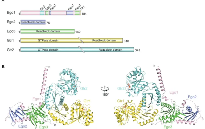 Fig. 1. Crystal structure of the EGOC. (A) Schematic diagram of the EGOC components. The interacting regions of Ego1 with Ego2, Ego3, Gtr1, and Gtr2 are indicated
