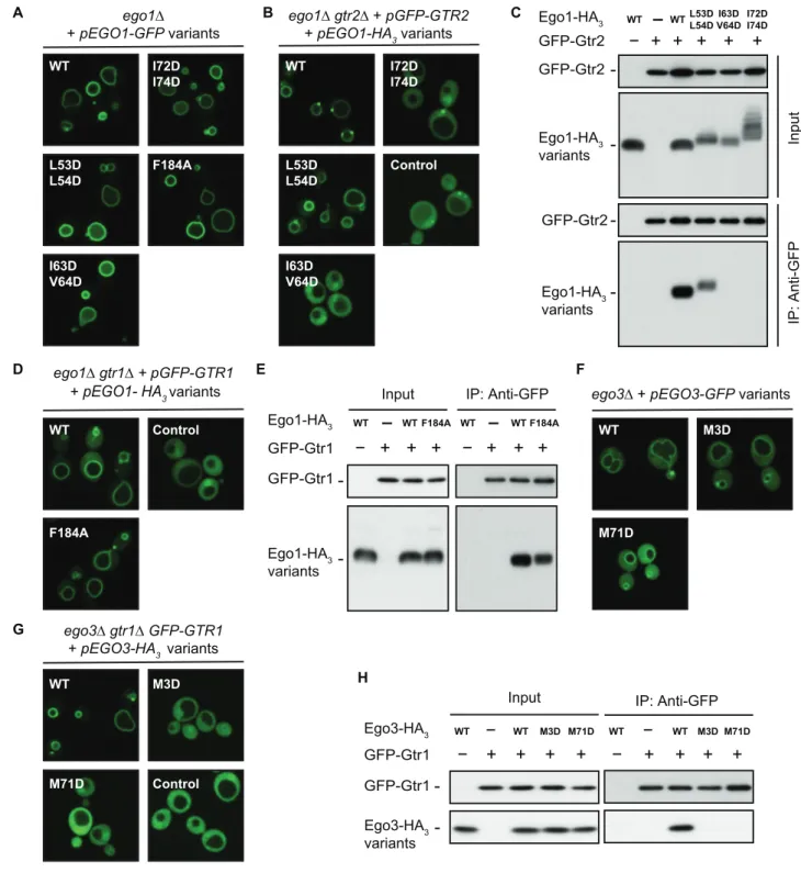Fig. 3. Subcellular localization and Gtr-association of Ego1 and Ego3 variants mutated on key structurally predicted interacting residues