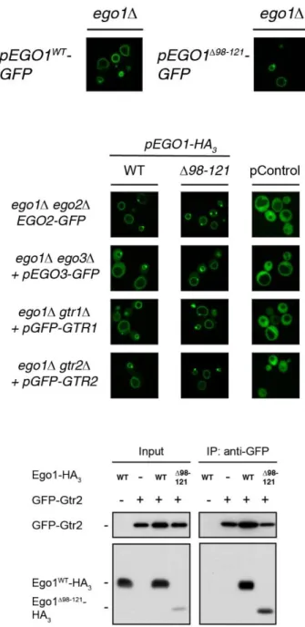 Fig. S2. Deletion of residues 98 to 121 of Ego1 does not affect the vacuolar membrane location of  Ego1 nor the subsequent vacuolar recruitment of the other EGOC components