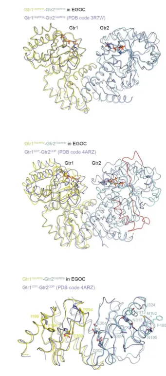 Fig. S6. Structural comparison of associated and free Gtr1-Gtr2 heterodimers. (A) Superposition of  the structures of Gtr1 GppNHp -Gtr2 GppNHp  in the EGOC (colored as in Fig