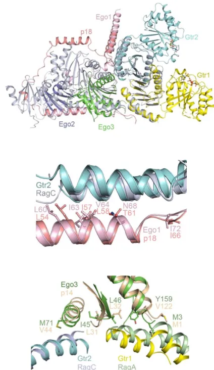 Fig. S7. Structural comparison of the EGOC and the Ragulator-Rag complex. (A) The Ragulator- Ragulator-RagA(CTD)-RagC(CTD) complex (PDB code 6EHR) is superimposed onto the EGOC