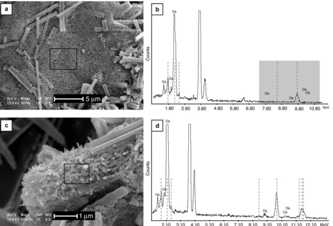 Fig. 6. (a) and (c) SEM view of samples. The black window shows the area analysed. (b) and (d): EDS spectra, dotted lines correspond to Au peaks (samples coated with gold for SEM observations) and Os is the osmium labelling