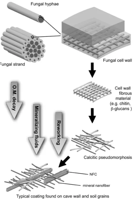 Fig. 7. Hypothetical sketch recapitulating the potential processes of fungal organic matter decay and mineralization of cell wall fibrous material