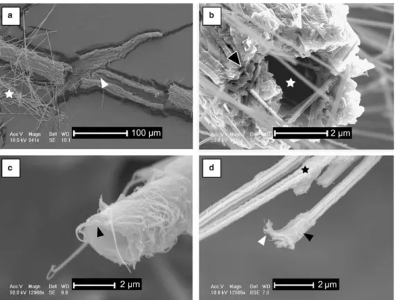Fig. 5. SEM photomicrographs. (a, b) Samples from Aı¨nsa (Spain). (a) Fungal strand associated with cotton-ball-like NFC (star)