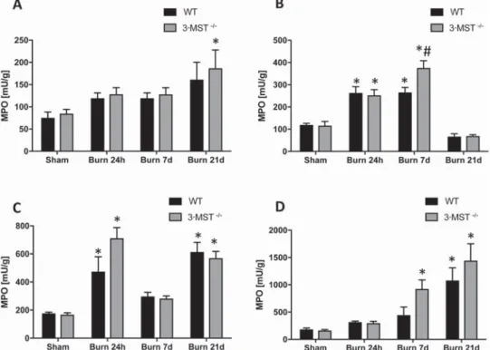 Figure 2. Effect of burn on the enzymatic activity of cystathionine-beta-synthase (CBS) and 3-MST in wild-type and 3-MST -/-  mice
