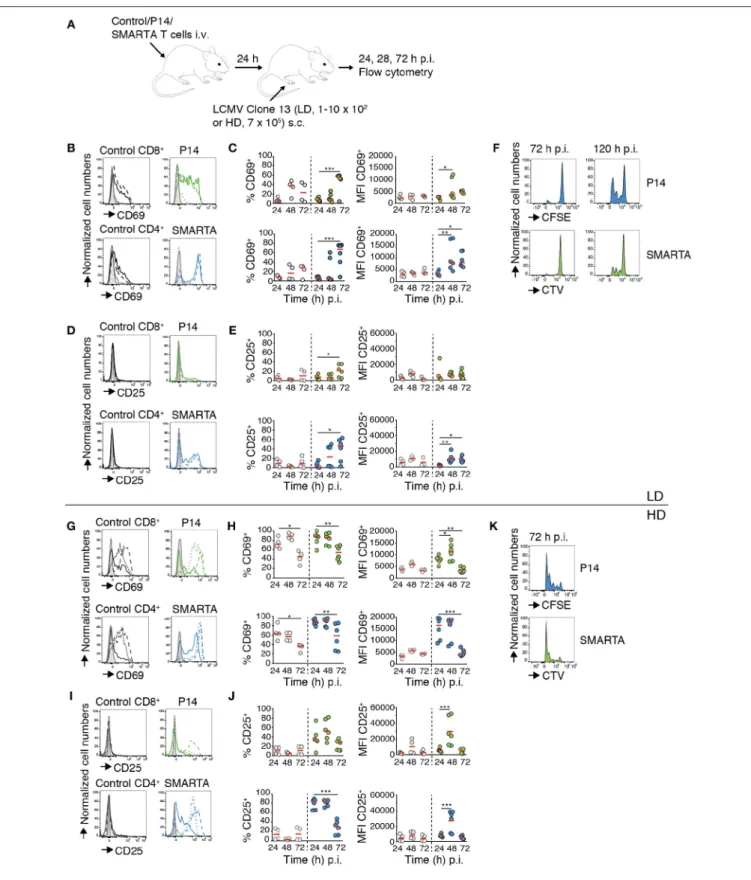 FIGURE 1 | CD4 + and CD8 + T cell activation and proliferation kinetics correlate with LCMV inoculum