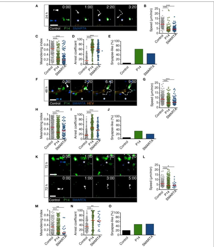 FIGURE 4 | T cell motility in reactive LNs during HD LCMV infection. (A) Representative 2PM images of control (white), P14 (green), and SMARTA T cell tracks (blue) with HEV (orange) at 24 h p.i