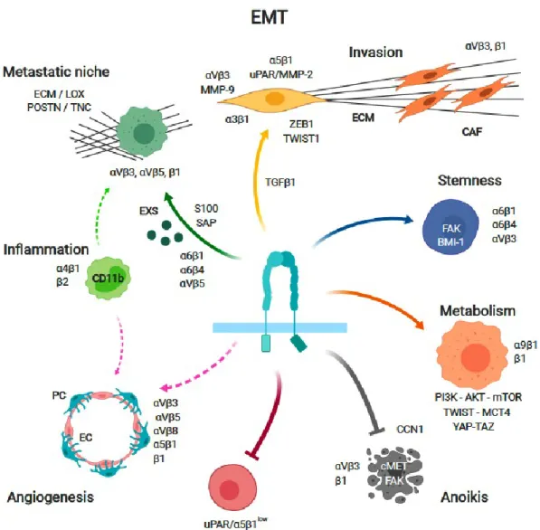 Figure  1.  Integrin-dependent  functions  relevant  to  cancer.  Integrins  have  been  implicated  in  mediating  several  hallmarks  of  cancer,  including  cancer  cell  proliferation,  dormancy,  survival,  stemness, metabolic adaptation, and metastat