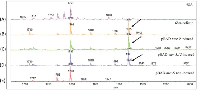 FIG 2 Mass spectrometry analysis of lipid A from isolate E. coli 68A after growth on a colistin-free LB plate (A), E