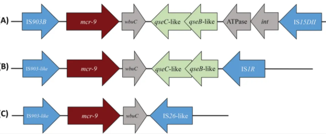 FIG 3 Different genetic structure surrounding the mcr-9 gene. The wbuC, qseC, qseB, and ATPase-encoding genes located downstream of mcr-9 are represented, as well as the different insertion sequences (IS) bracketing that DNA fragment, namely, IS903B, IS1R,