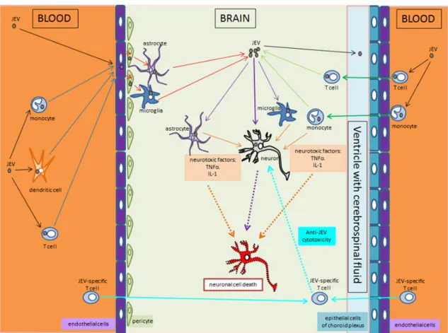 Figure 3. JEV enters the brain through two different ways and leads to infection of neurons and  encephalitis