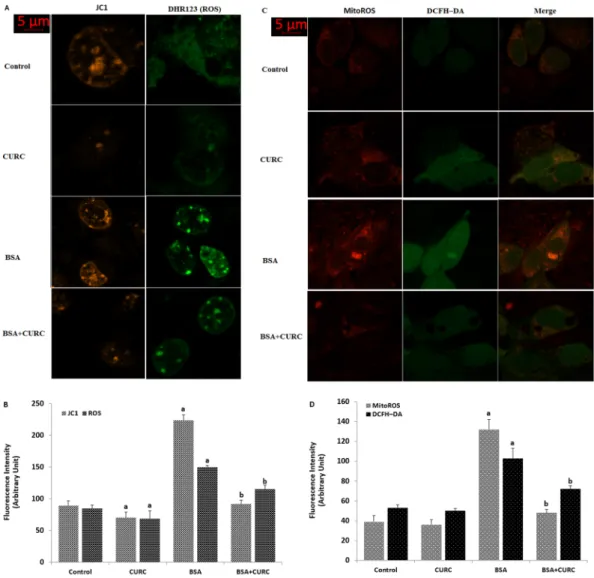 Figure 7.  Albumin-induced mitochondrial Ca 2+  accumulation activates mitochondrial ROS generation in  the mpkCCD c14  cells