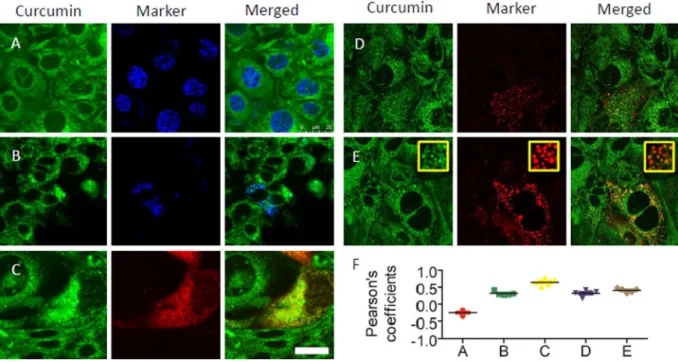 Figure 2.  Fluorescence images are showing intracellular localization of curcumin in mpkCCD c14  cells