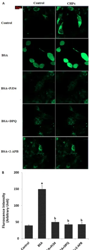 Figure 5.  BSA induces TRPM2-dependent increase in the [Ca 2+ ] i  fluorescence intensity in the mpkCCD c14