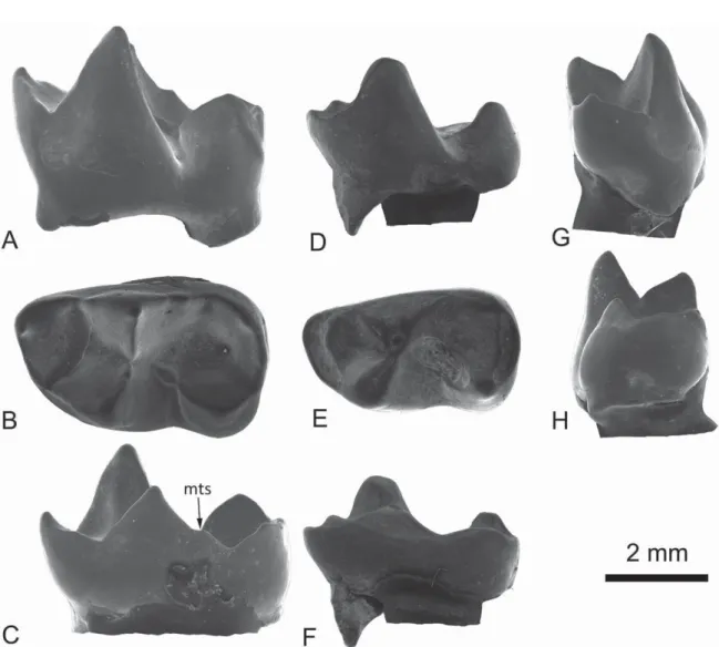Figure 8. Sororodon tresvauxae gen. et sp. nov. A – C, MNHN.F.CEB 521 (holotype), right m1: A, labial view; B, occlusal view; C, lingual view