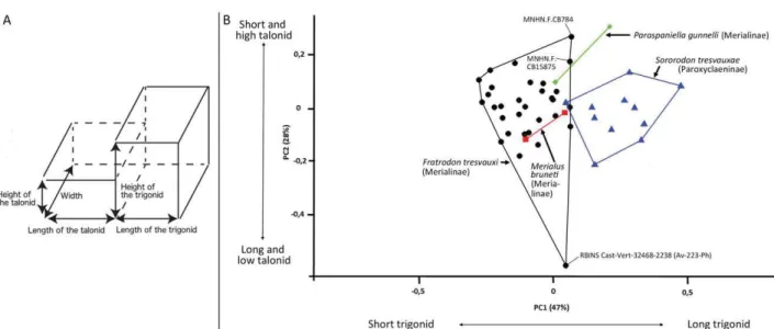 Figure 9. Principal component analysis (PCA) on all the complete lower molars (n ¼ 46)