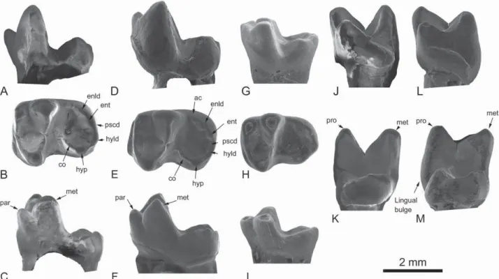 Figure 3. Merialus bruneti sp. nov. A – C, MNHN.F.Louis23.Py, left m2: A, labial view; B, occlusal view; C, lingual view