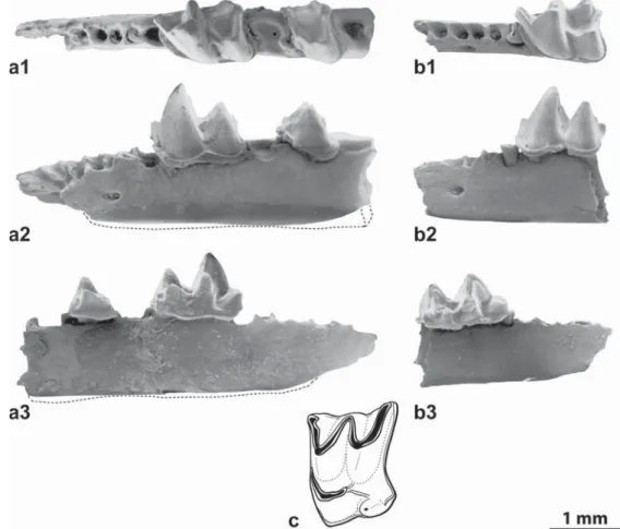 Fig. 2. a–c, Srinitium aff. marteli from Aubenas-les-Alpes (a, c) and Srinitium marteli from St-Martin-de-Castillon (b): a, left mandible with m1 and talonid of m2, (a1, occlusal view; a2, labial view; a3, lingual view; FSL 219008); b, anterior part of lef